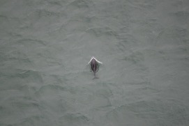 Missing Picture